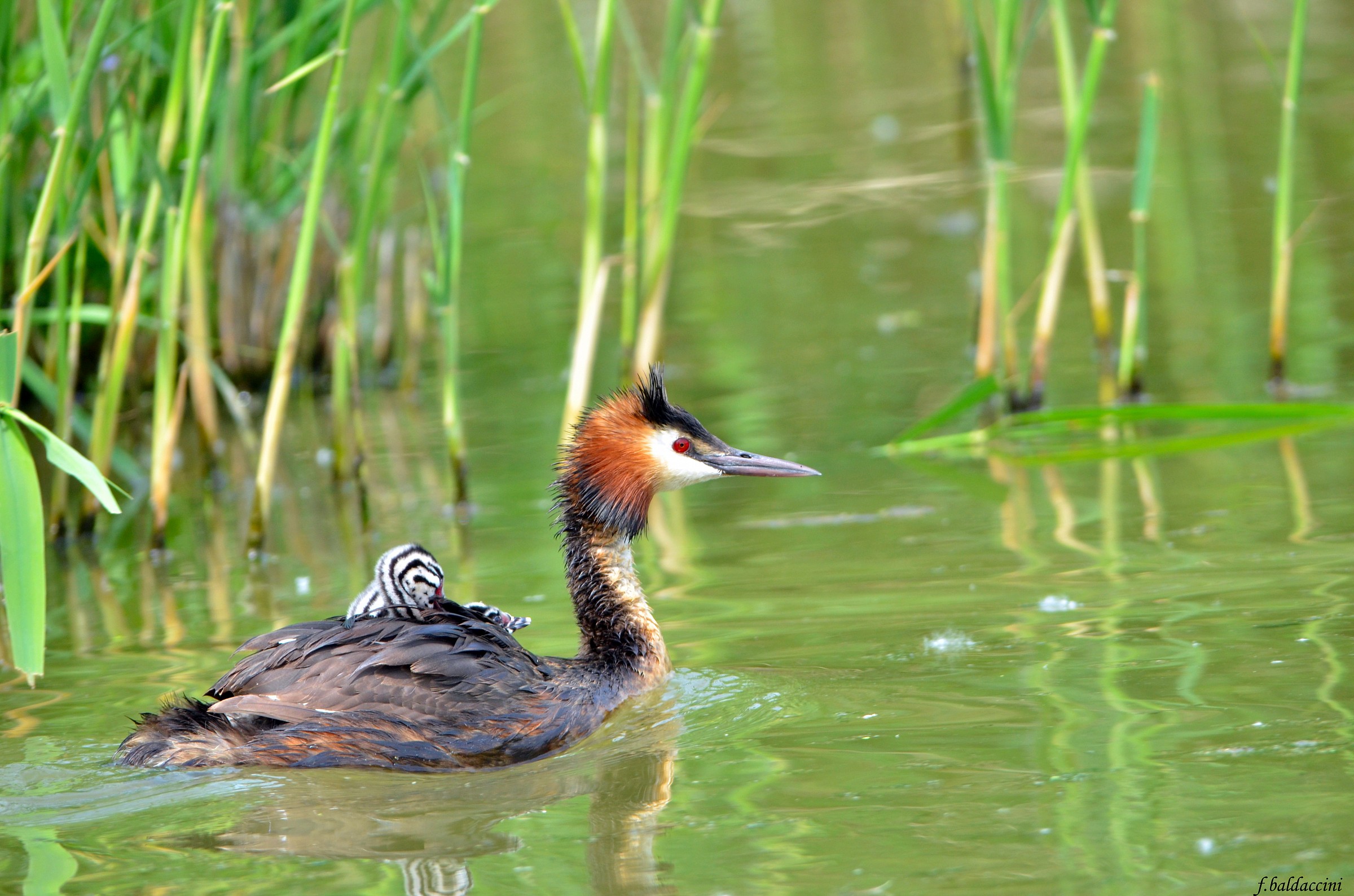 Great Crested Grebe with offspring