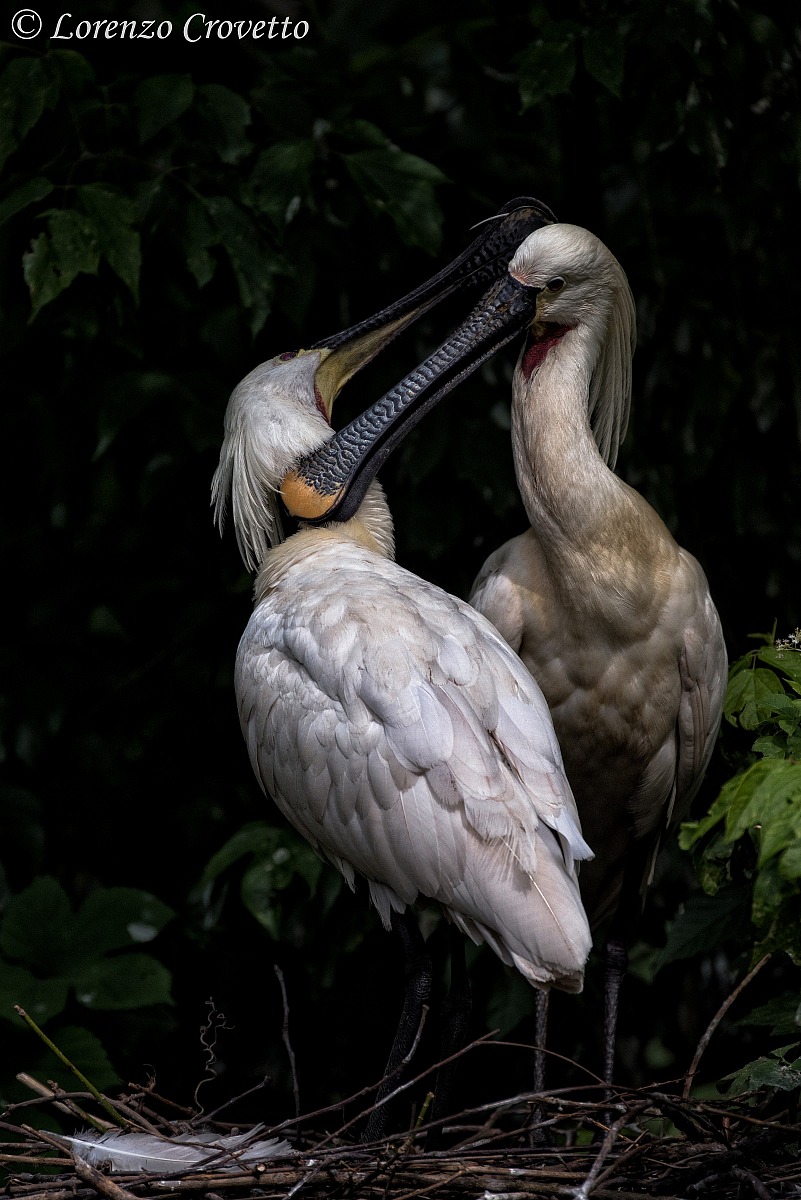 Pulizia con...Spatole