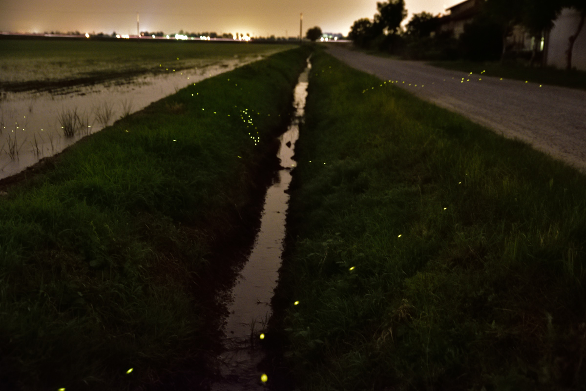 lucciole in una calda sera di maggio