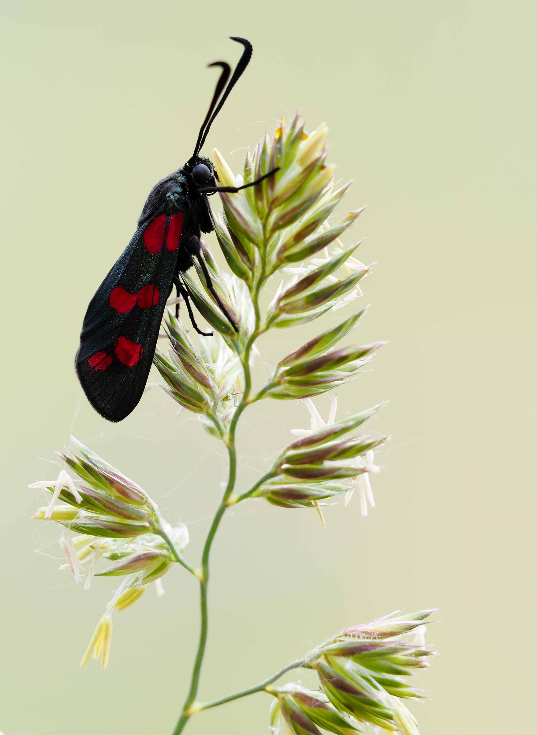 Zygaena