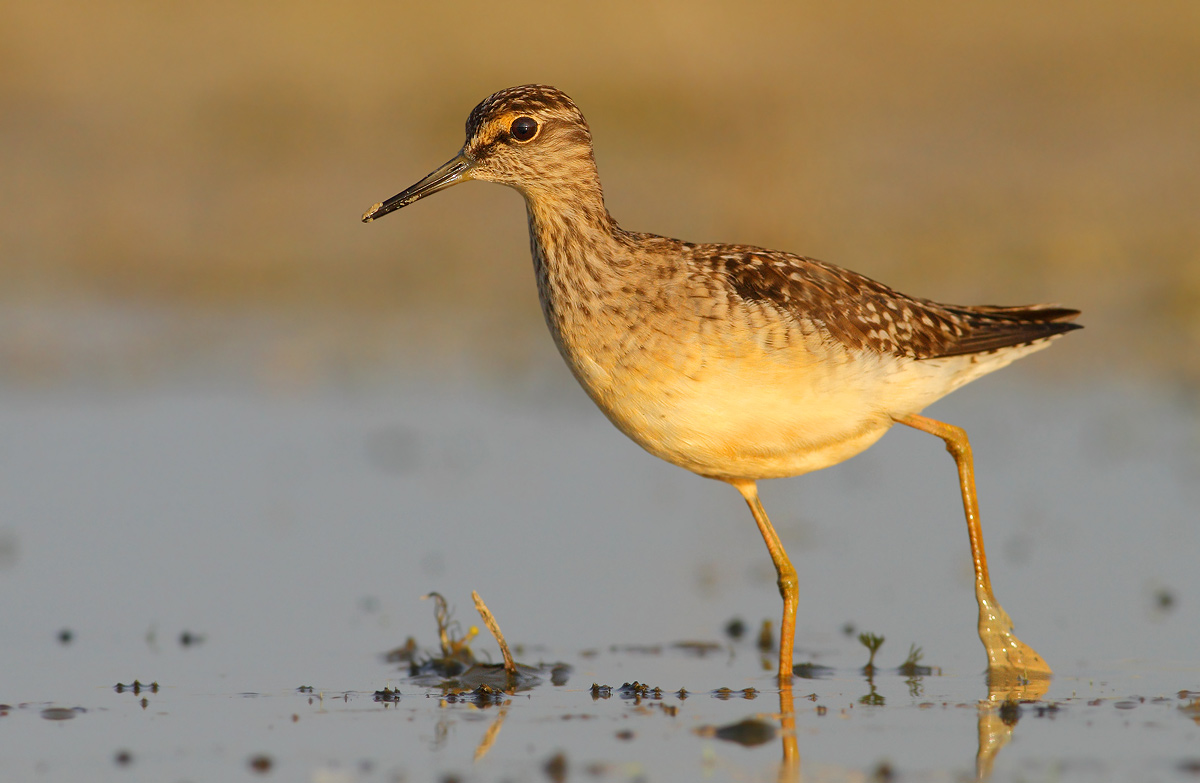 Wood Sandpiper