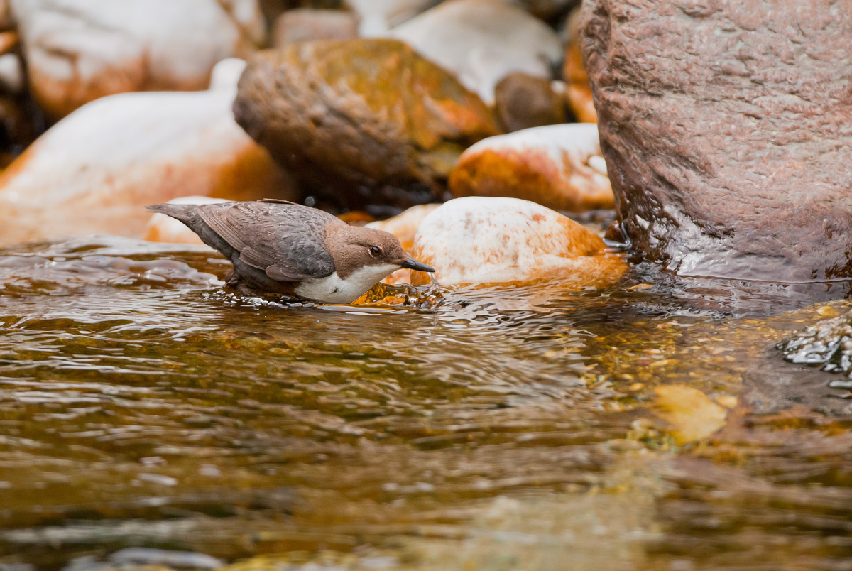 acquaiolo in caccia e pesca