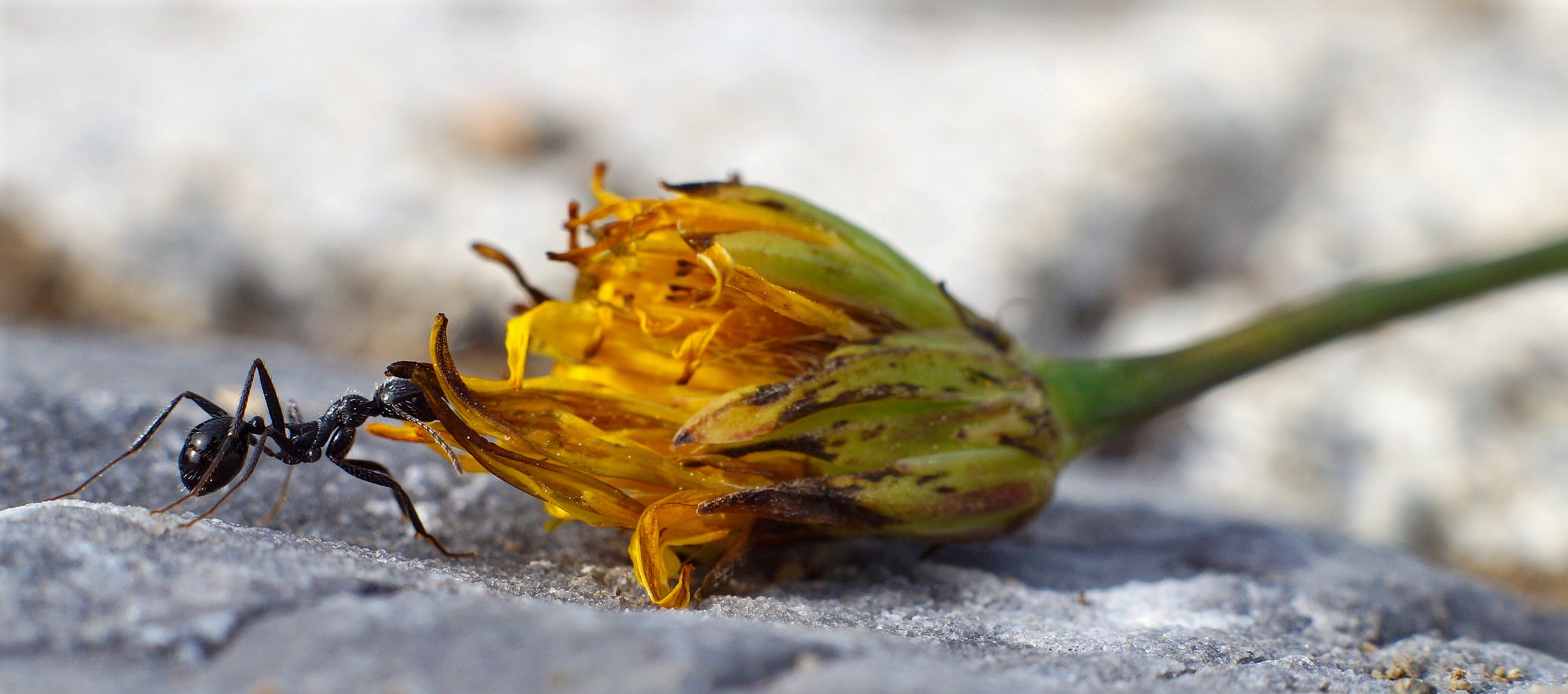 Potenza allo stato puro