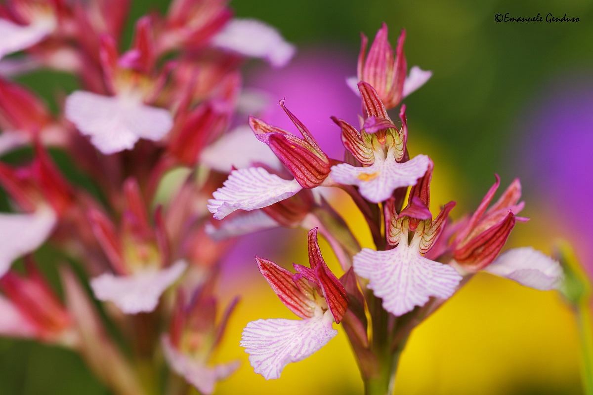 Anacamptis papilionacea