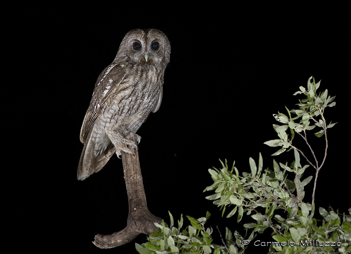 Femmina di Allocco _Strix aluco_