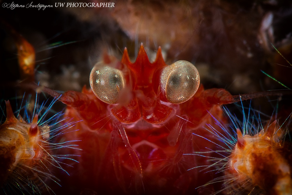 Bug-Eyed Squat Lobster