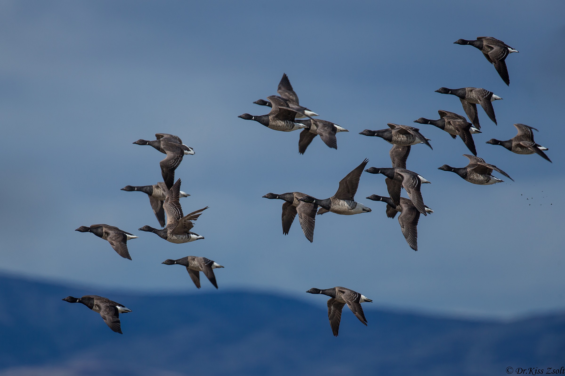 Brent geese
