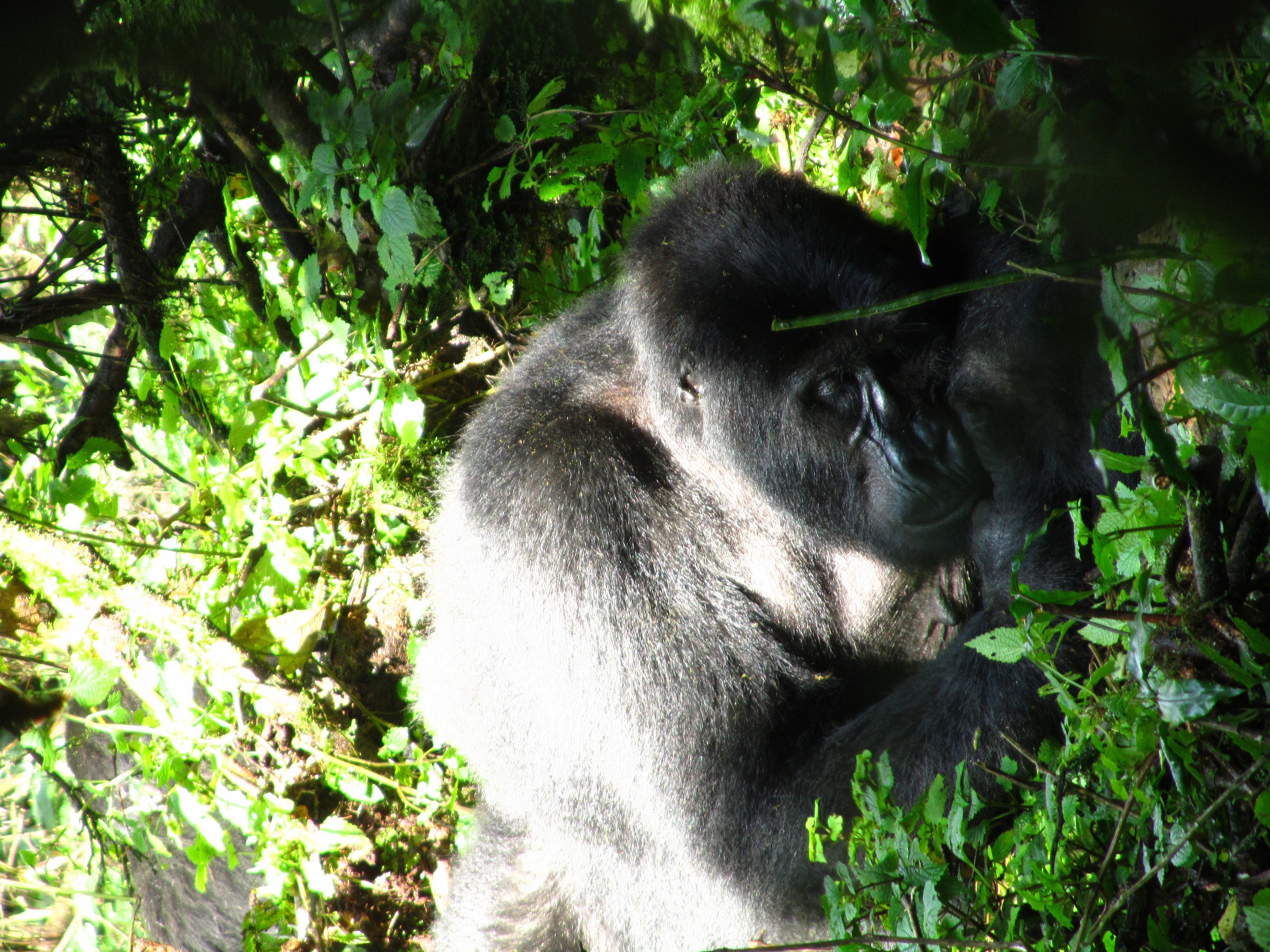 gorilla senza nebbia #1