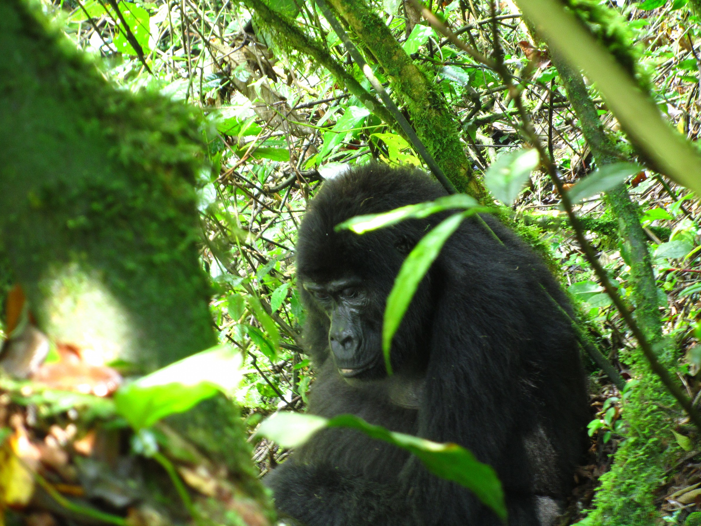 gorilla senza nebbia #2