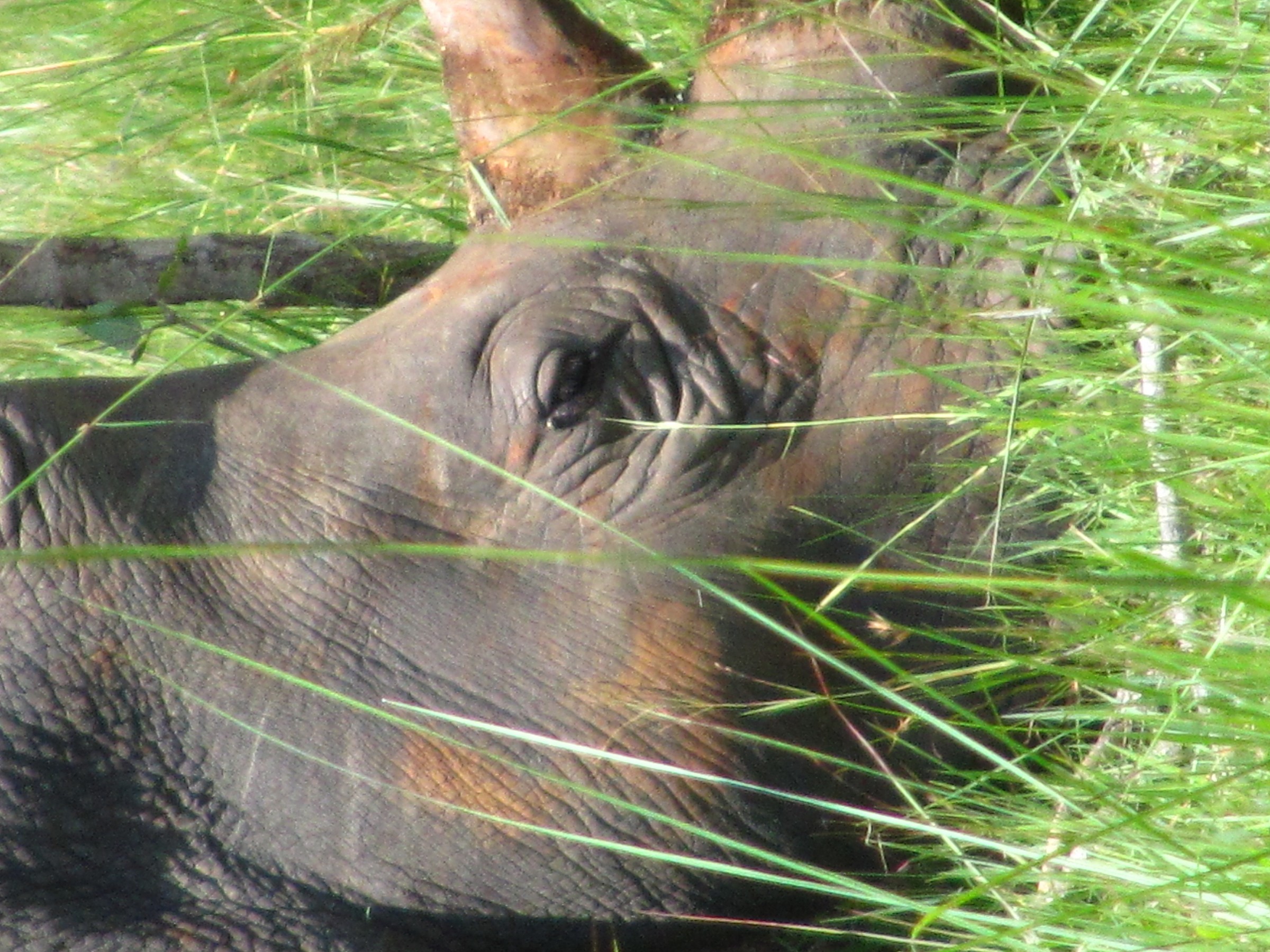 the 4th of the big 5