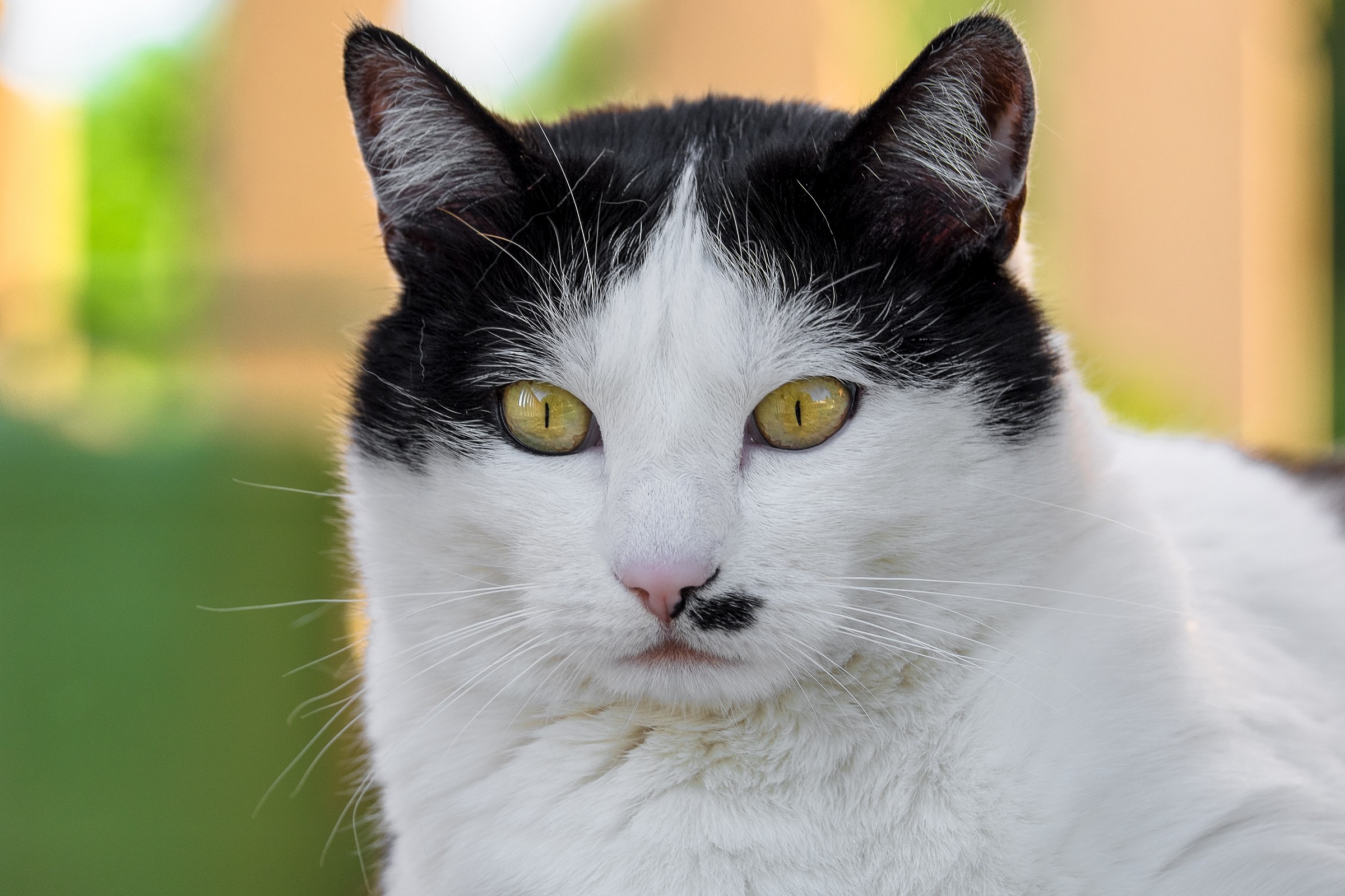 the cat .....................