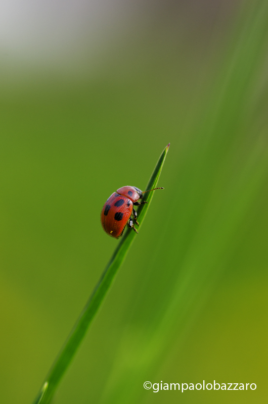 Coccinella