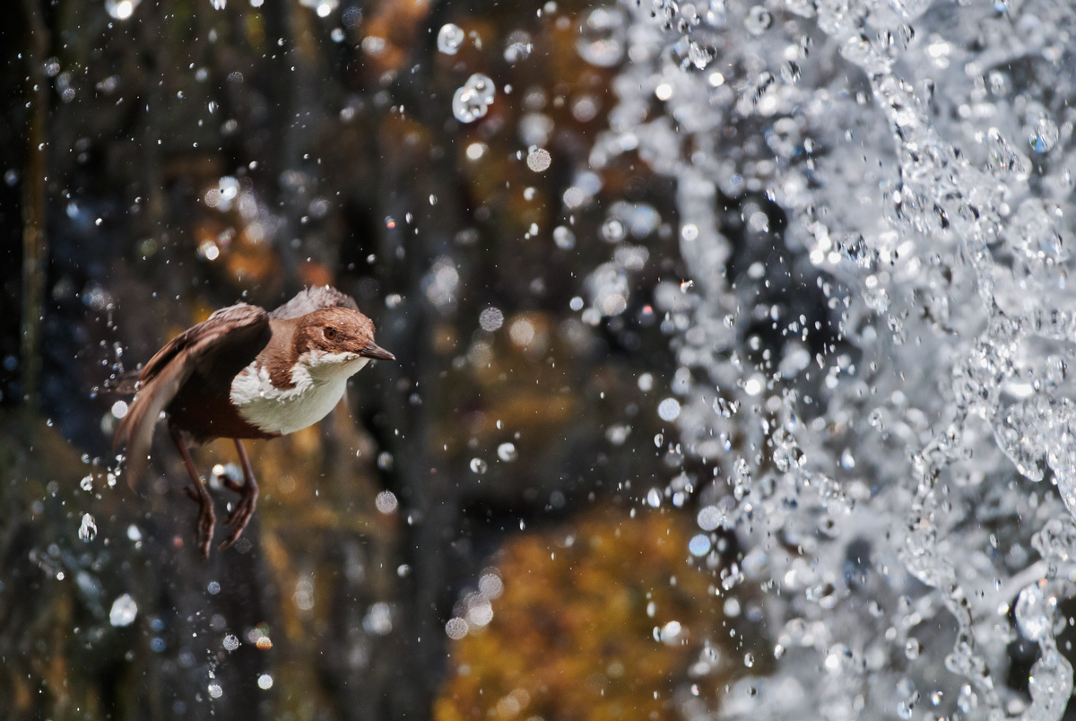 merlo sotto la cascata