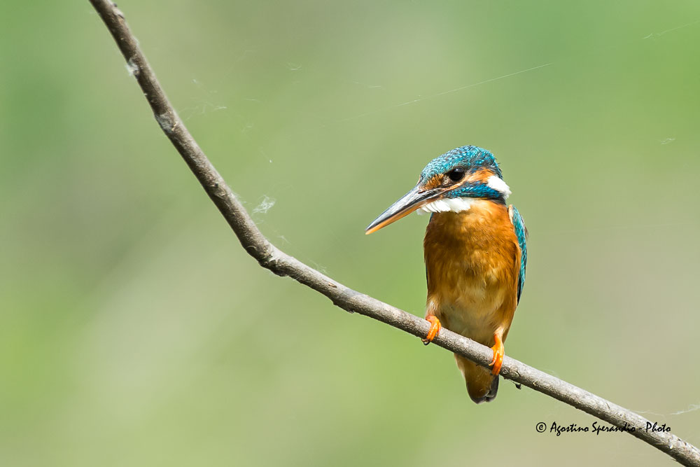 Kingfisher (Alcedo atthis)
