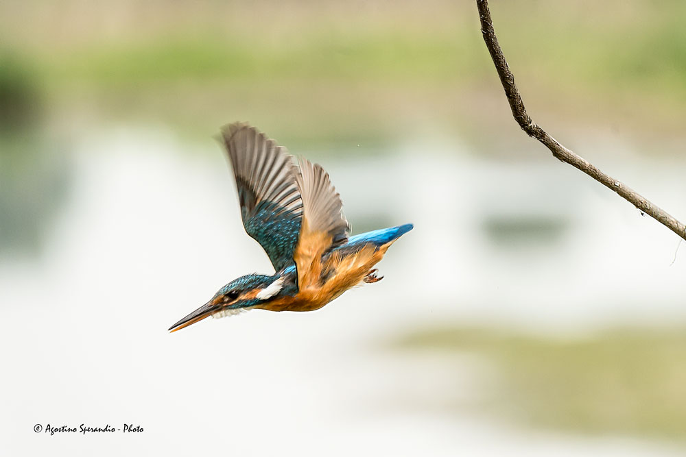 Kingfisher (Alcedo atthis)
