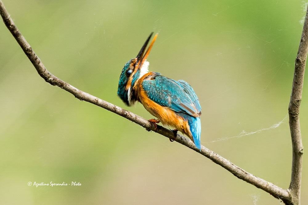 Kingfisher (Alcedo atthis)