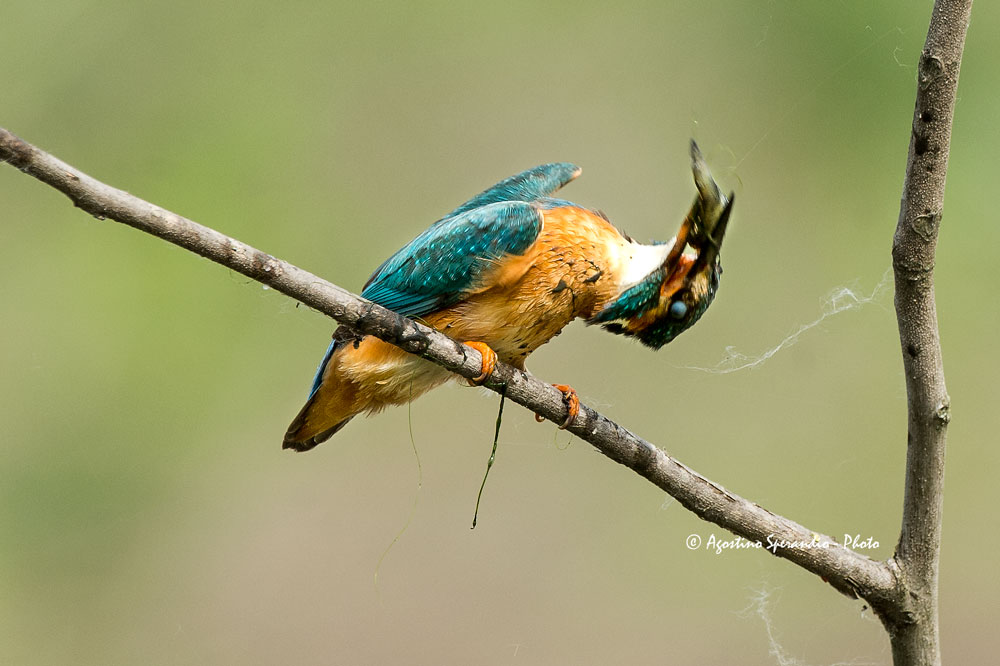Kingfisher (Alcedo atthis)
