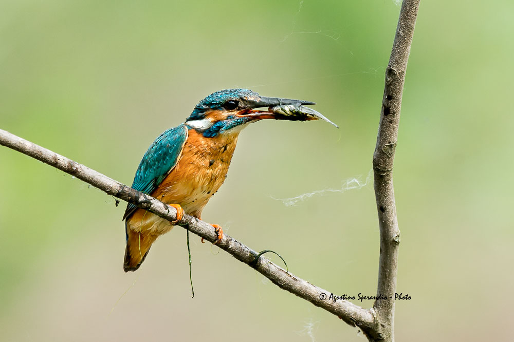 Kingfisher (Alcedo atthis)