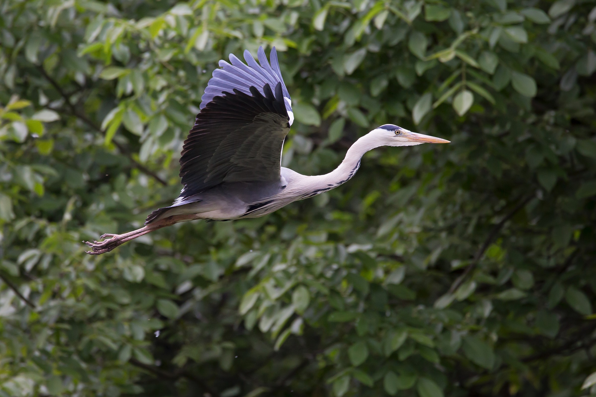 Grey Heron
