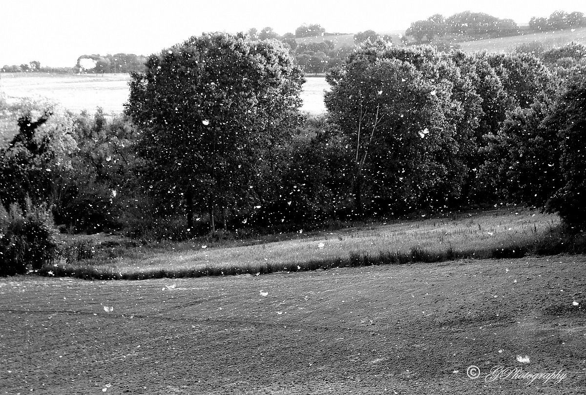 ...bianca, lieve lieve, sembra neve...