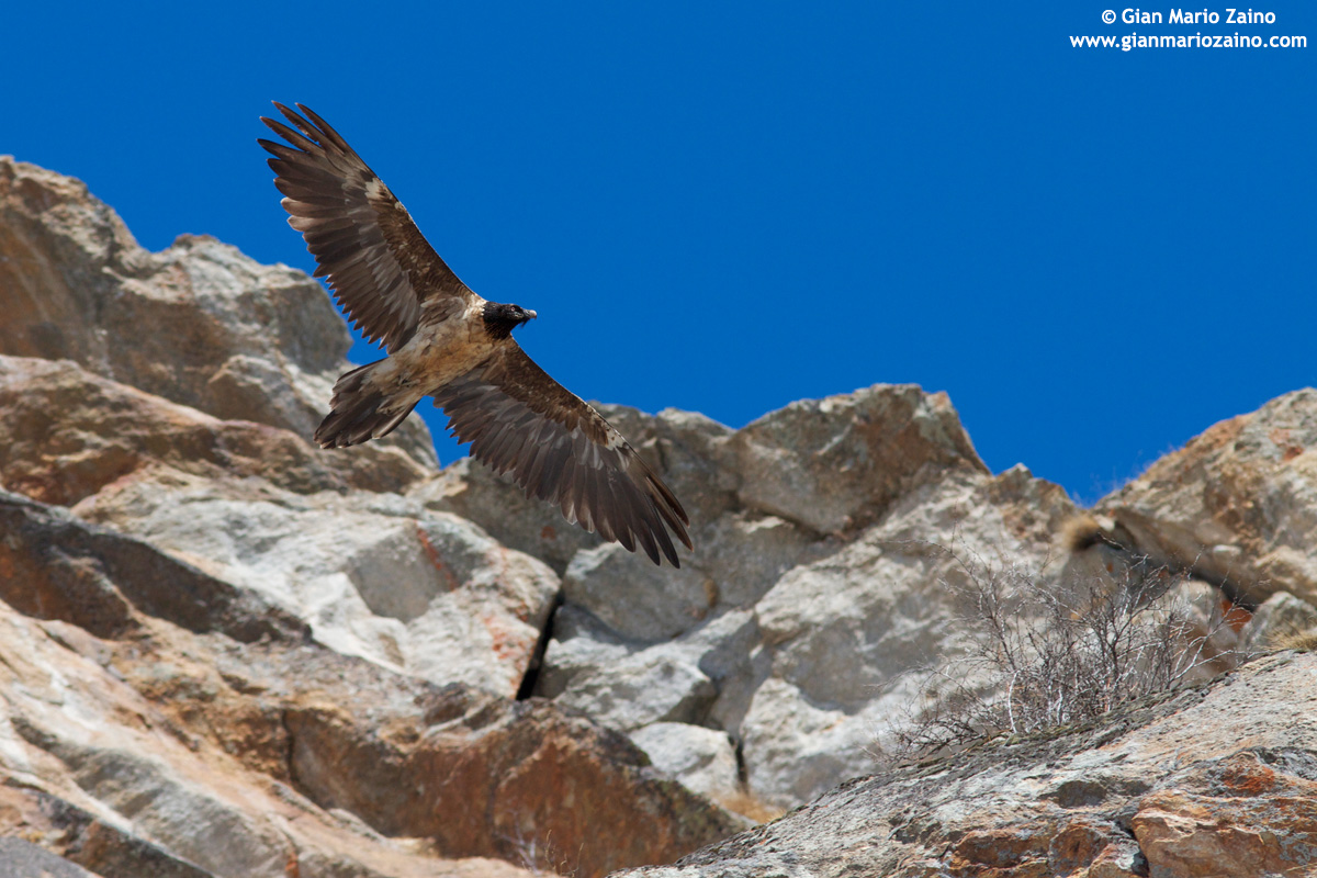 Italy, Nat Park. Gran Paradiso (2011)