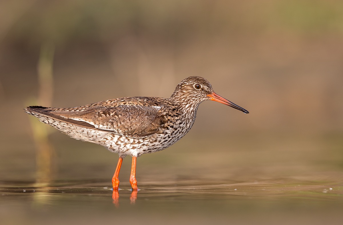 Redshank