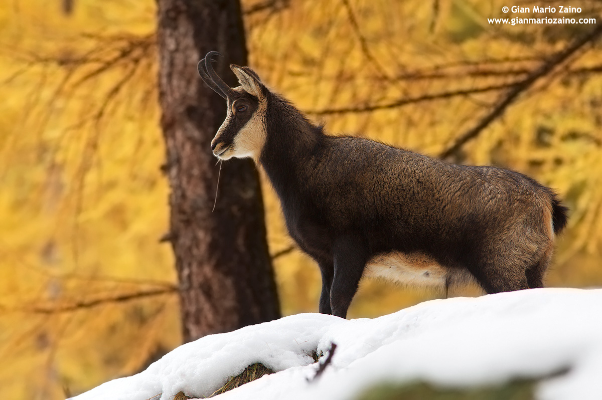 Rupicapra rupicapra / Camoscio / Chamois / Chamois