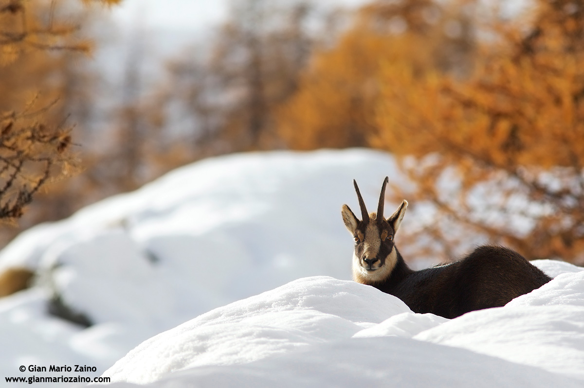 Italy, Nat Park. Gran Paradiso (2010)