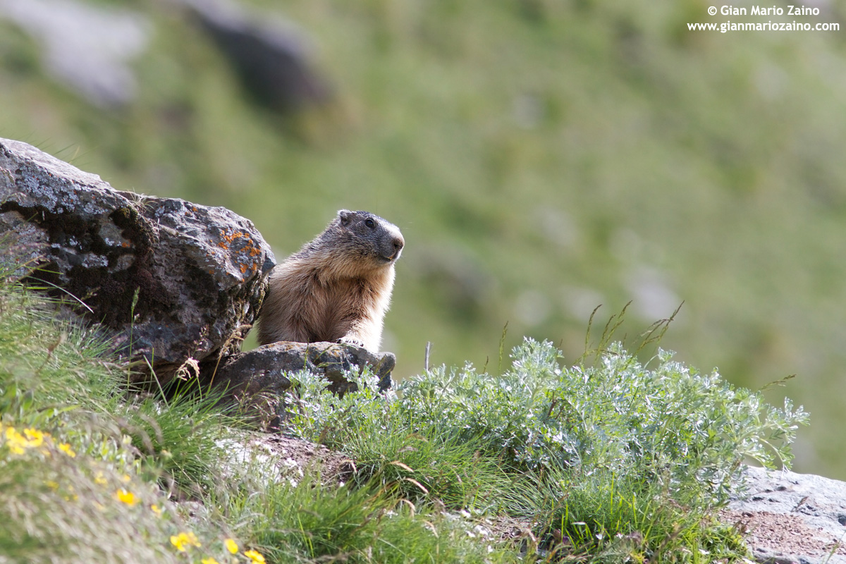 Italy, Nat Park. Gran Paradiso (2011)