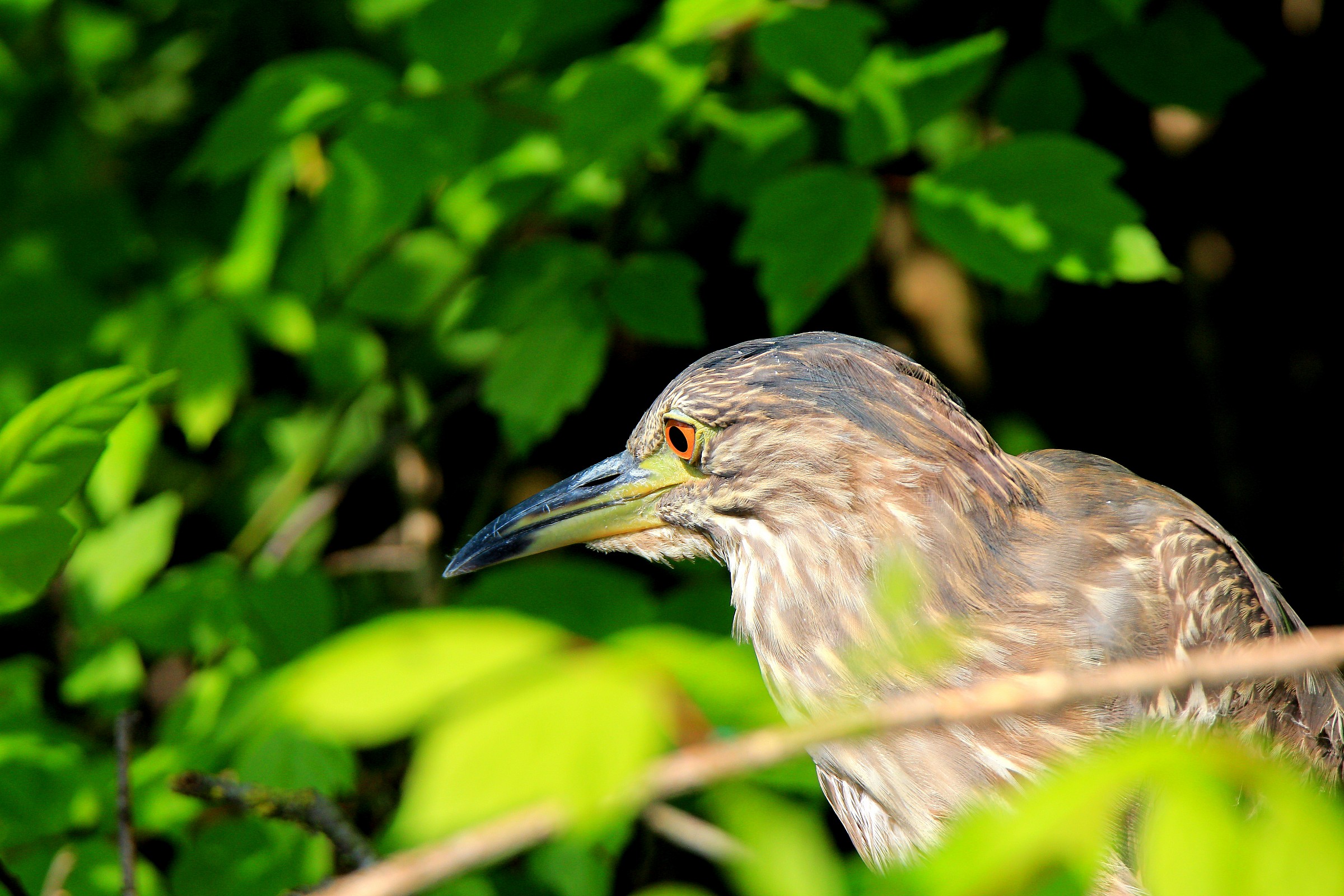 Ritratto di nitticora