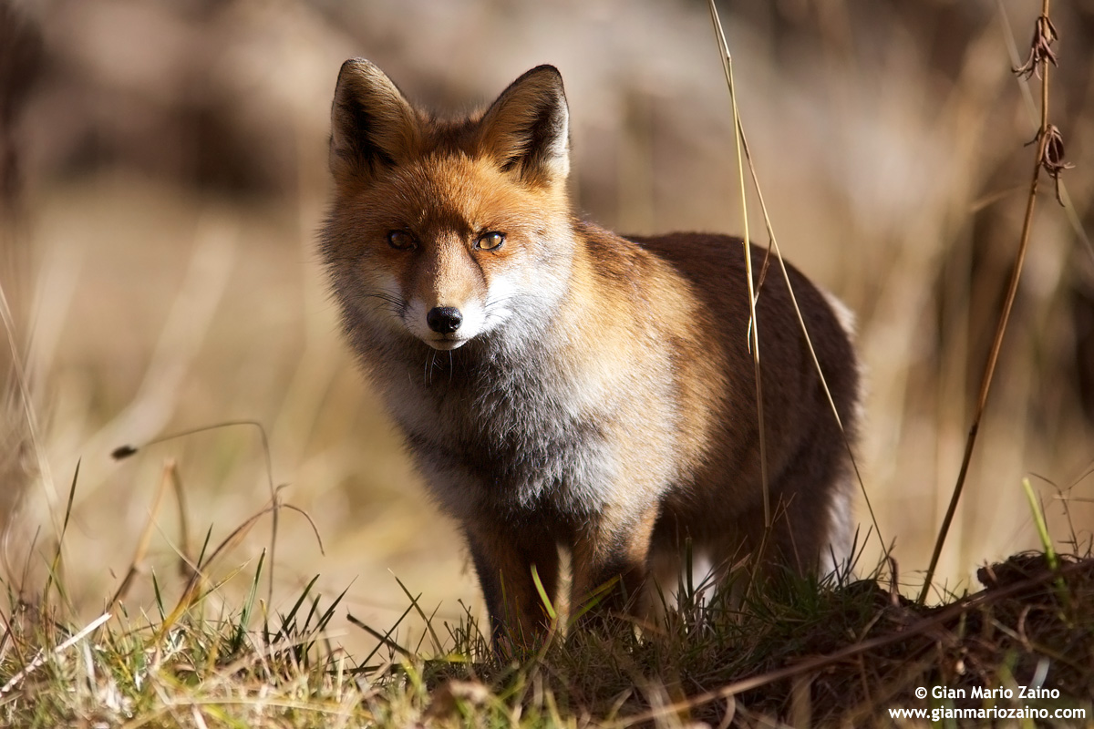 Vulpes vulpes / Volpe / Red fox / Renard roux