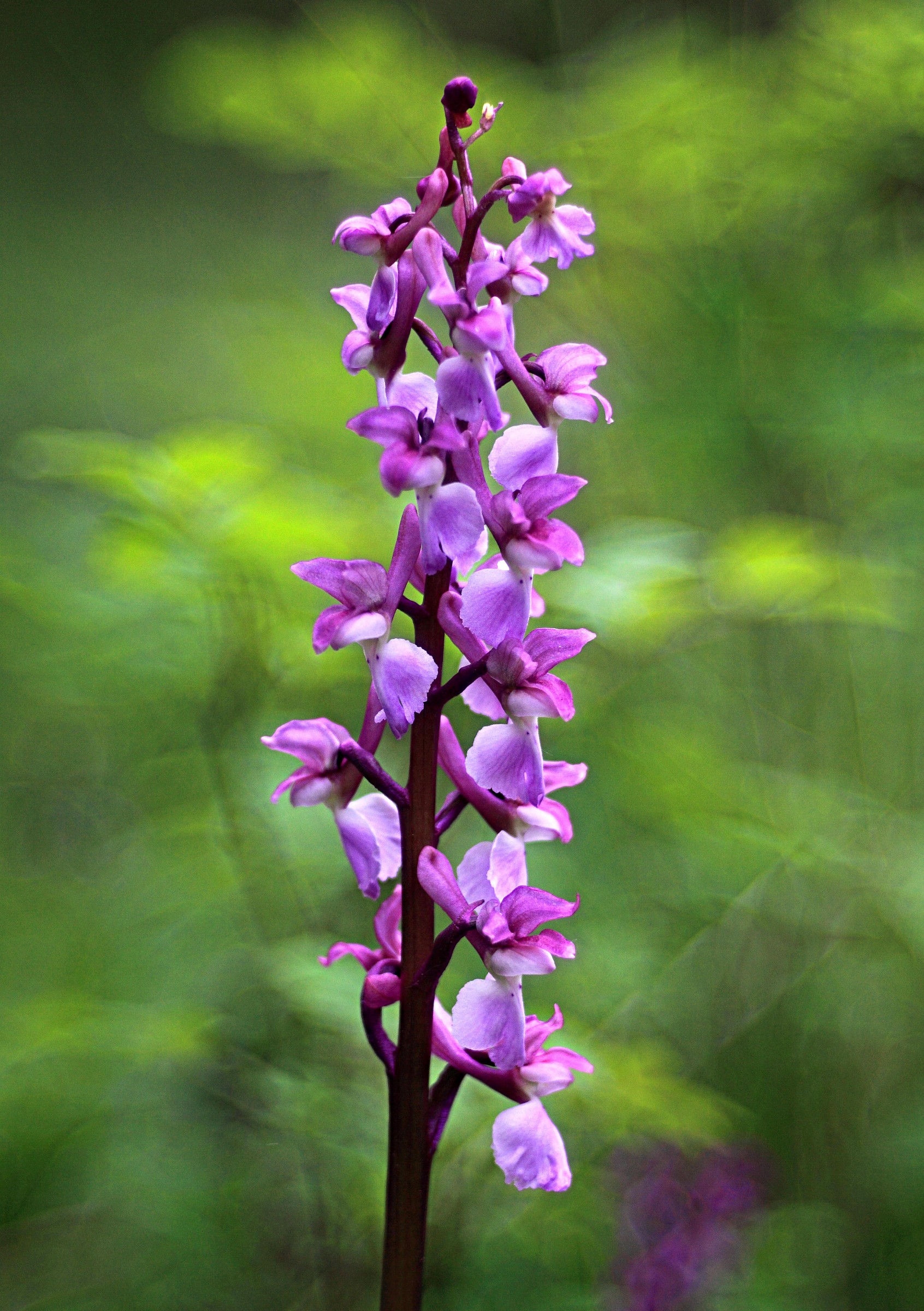 Orchis mascula di 3