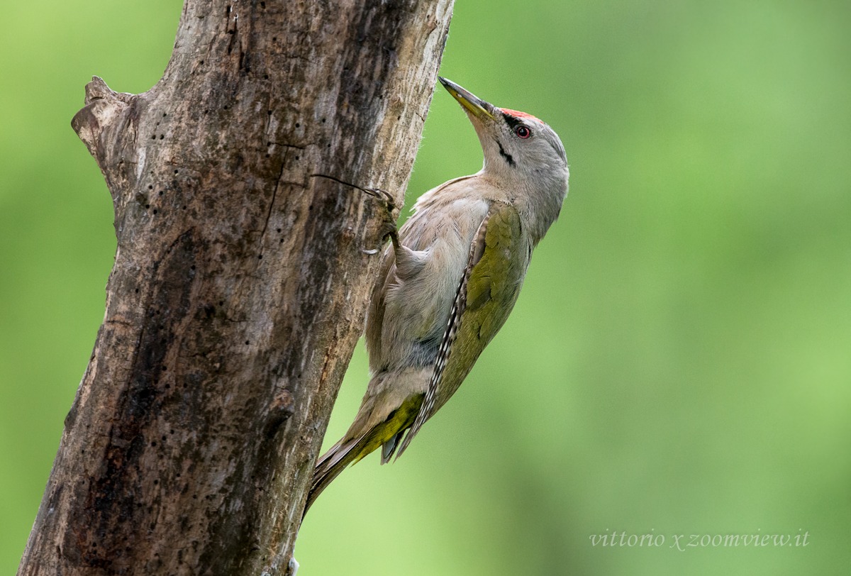 woodpecker