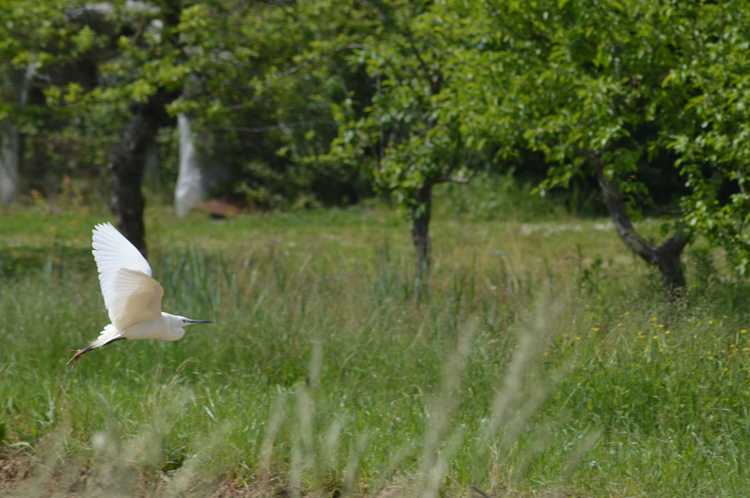 Egret in flight