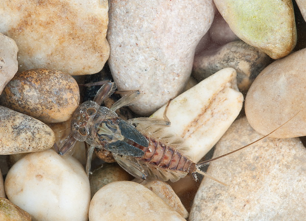 Ephemeroptera-Heptageniidae: Ecdyonurus sp.