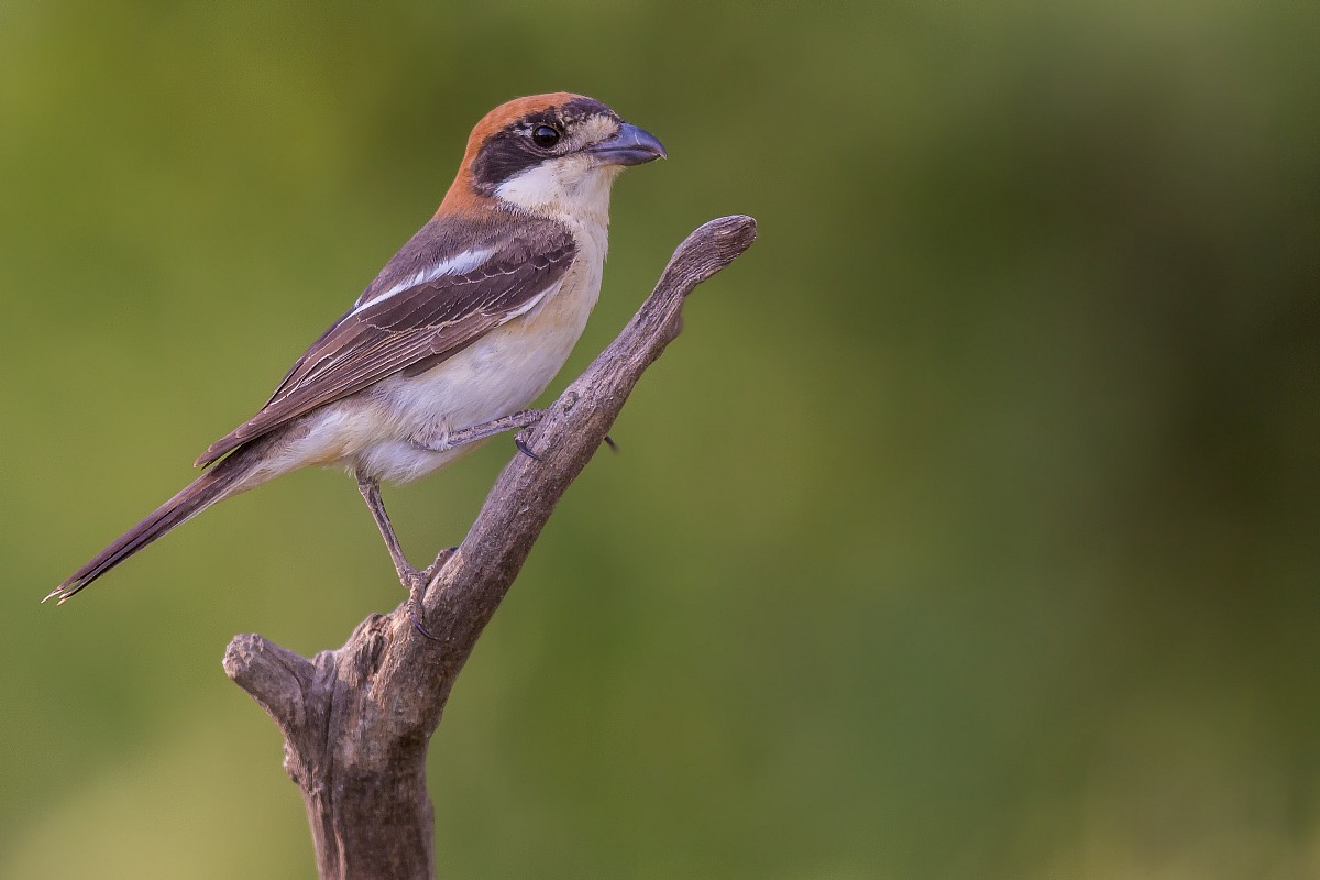 Shrike