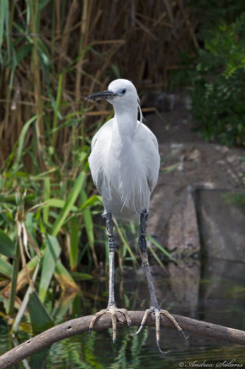 Garzetta (Egretta Garzetta)