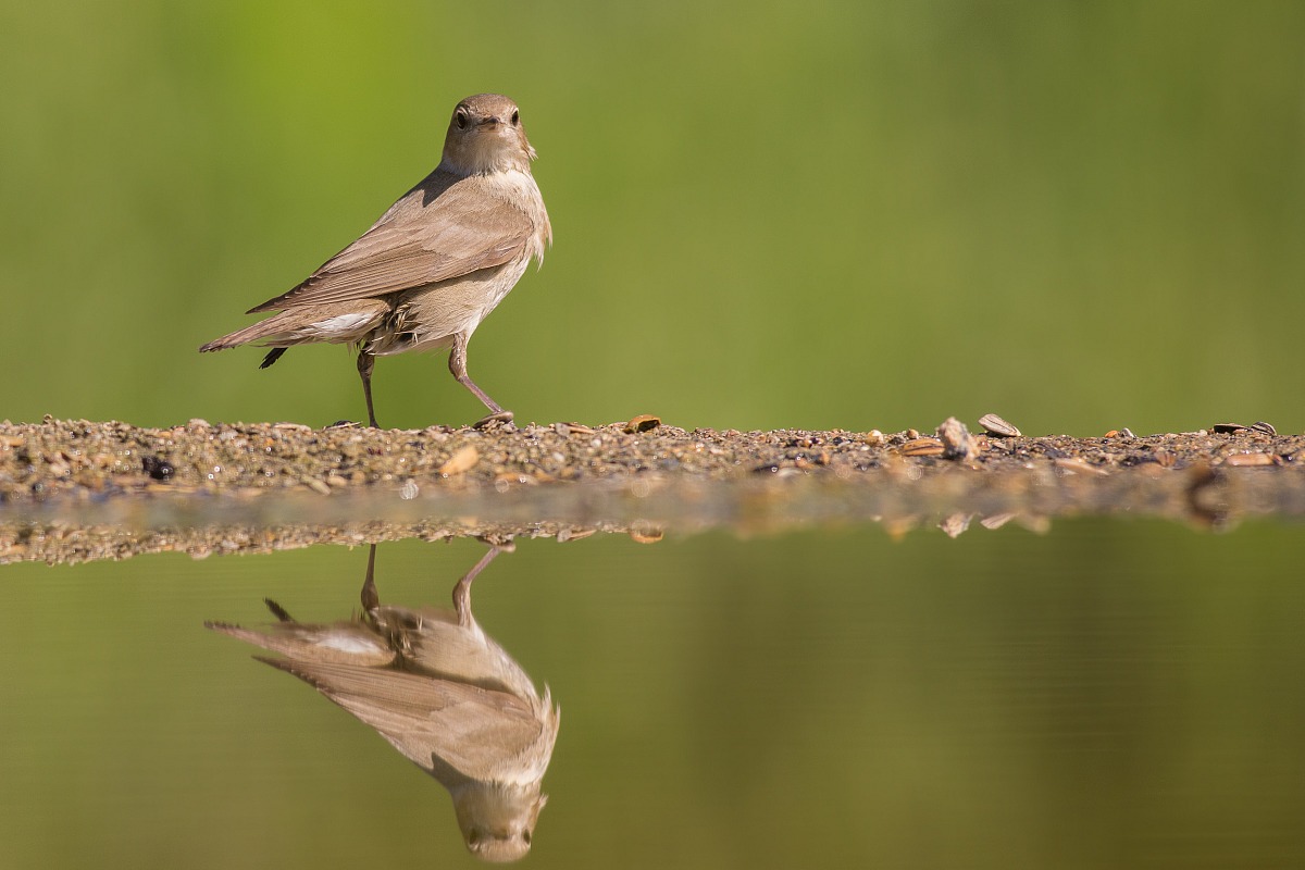 I'm just a nice ... Beccafico!