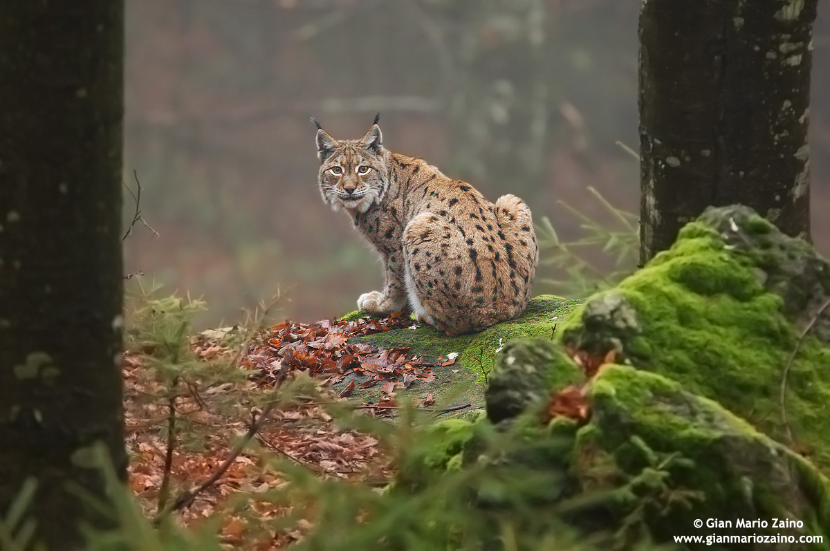 Germany, Bavarian Forest (2010)