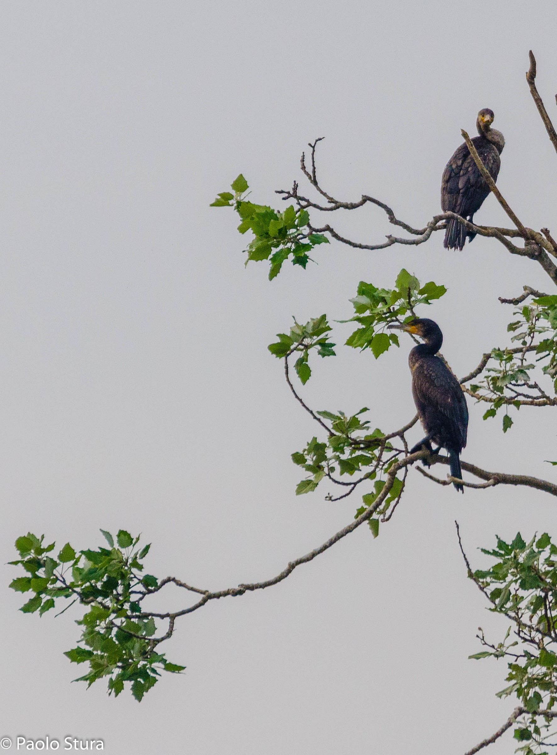 Cormorants
