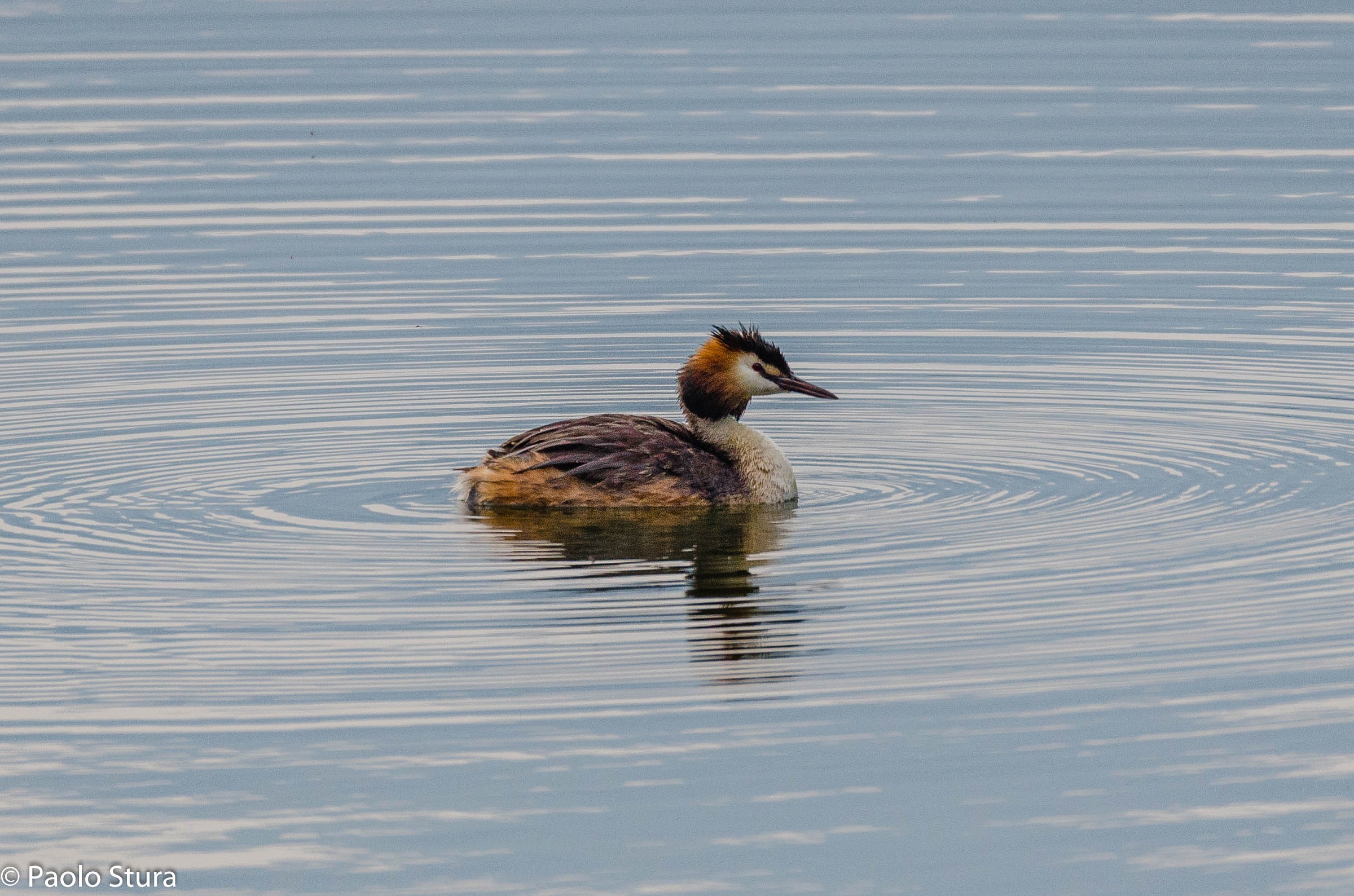 Grebe