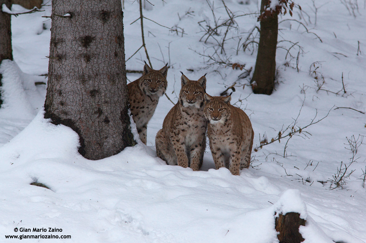 Lynx Lynx / Lince europea