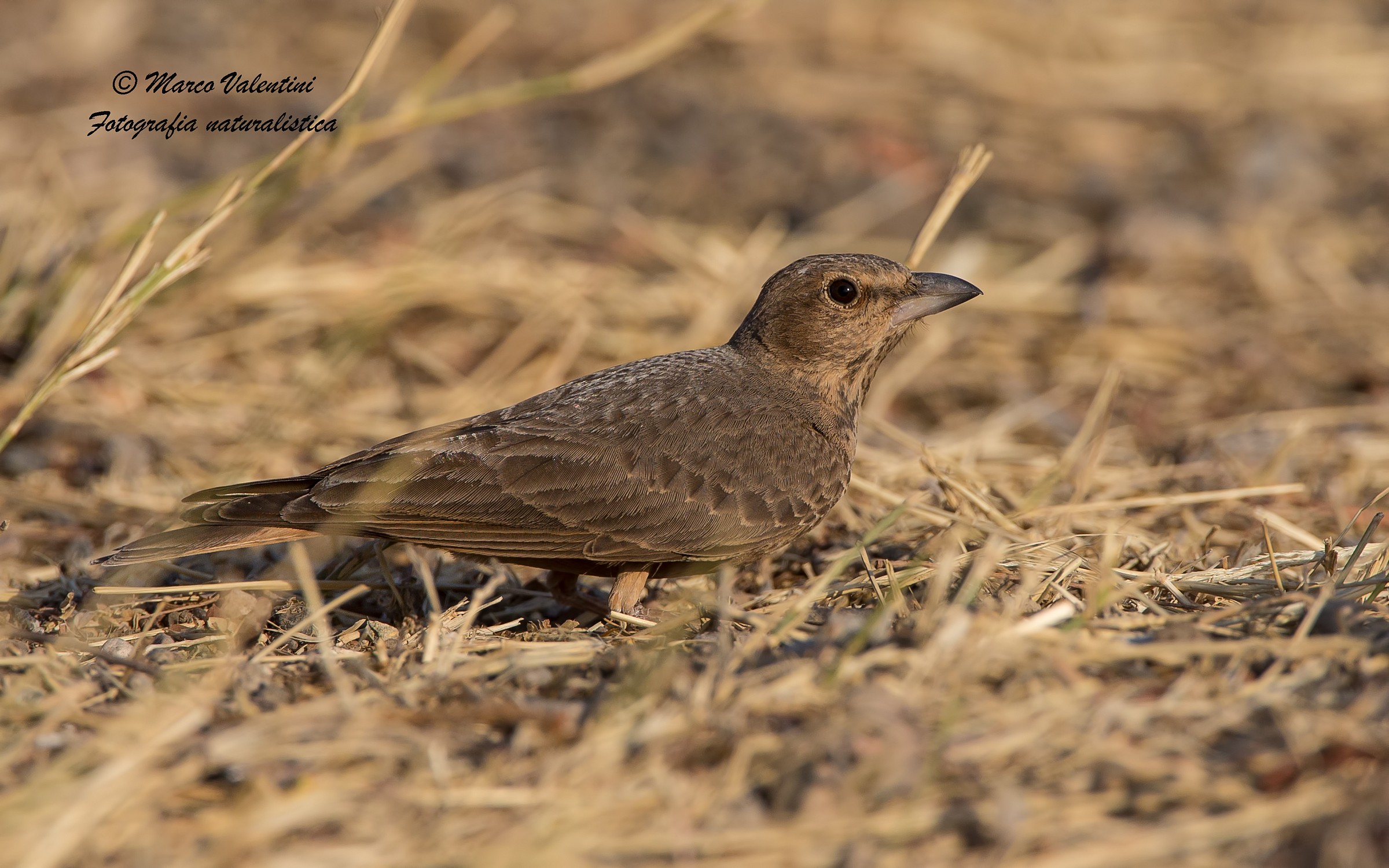 Rufous-tailed lark
