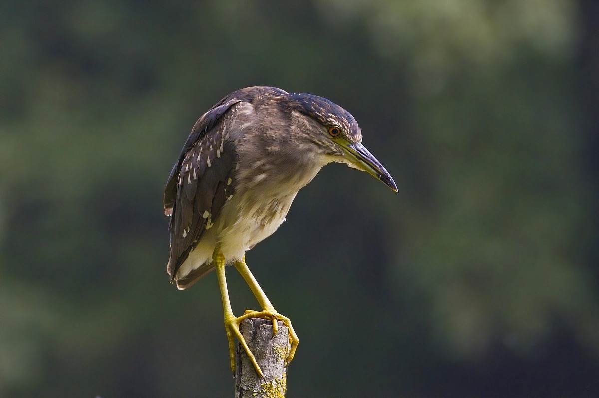 Night Heron