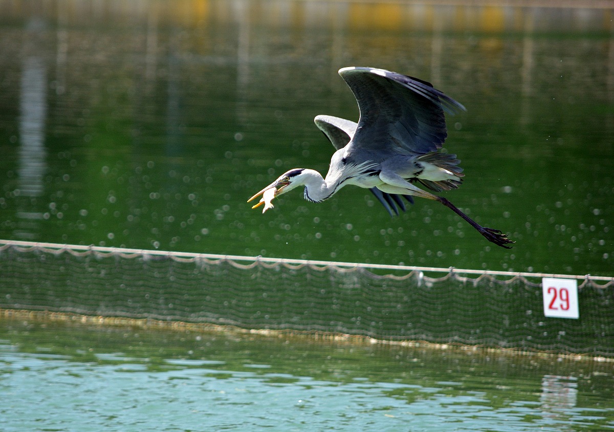 Grey Heron
