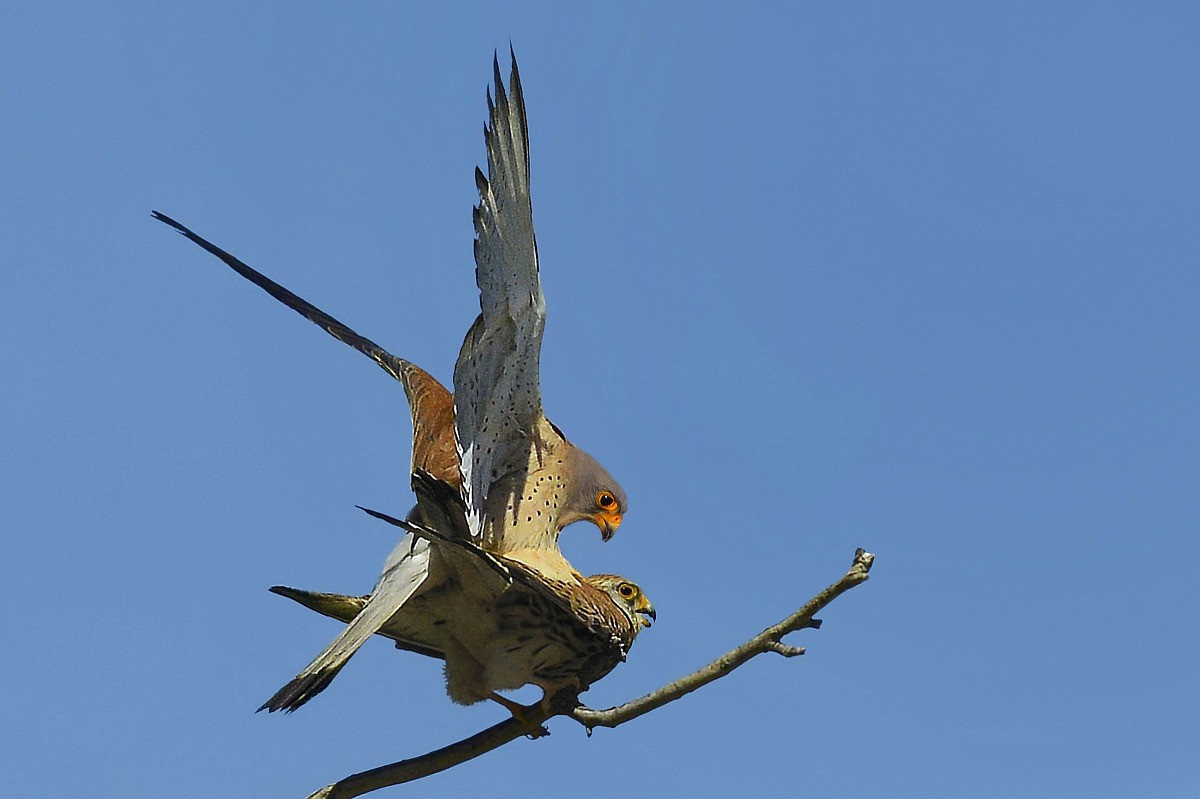 questione di equilibrio tra grillai