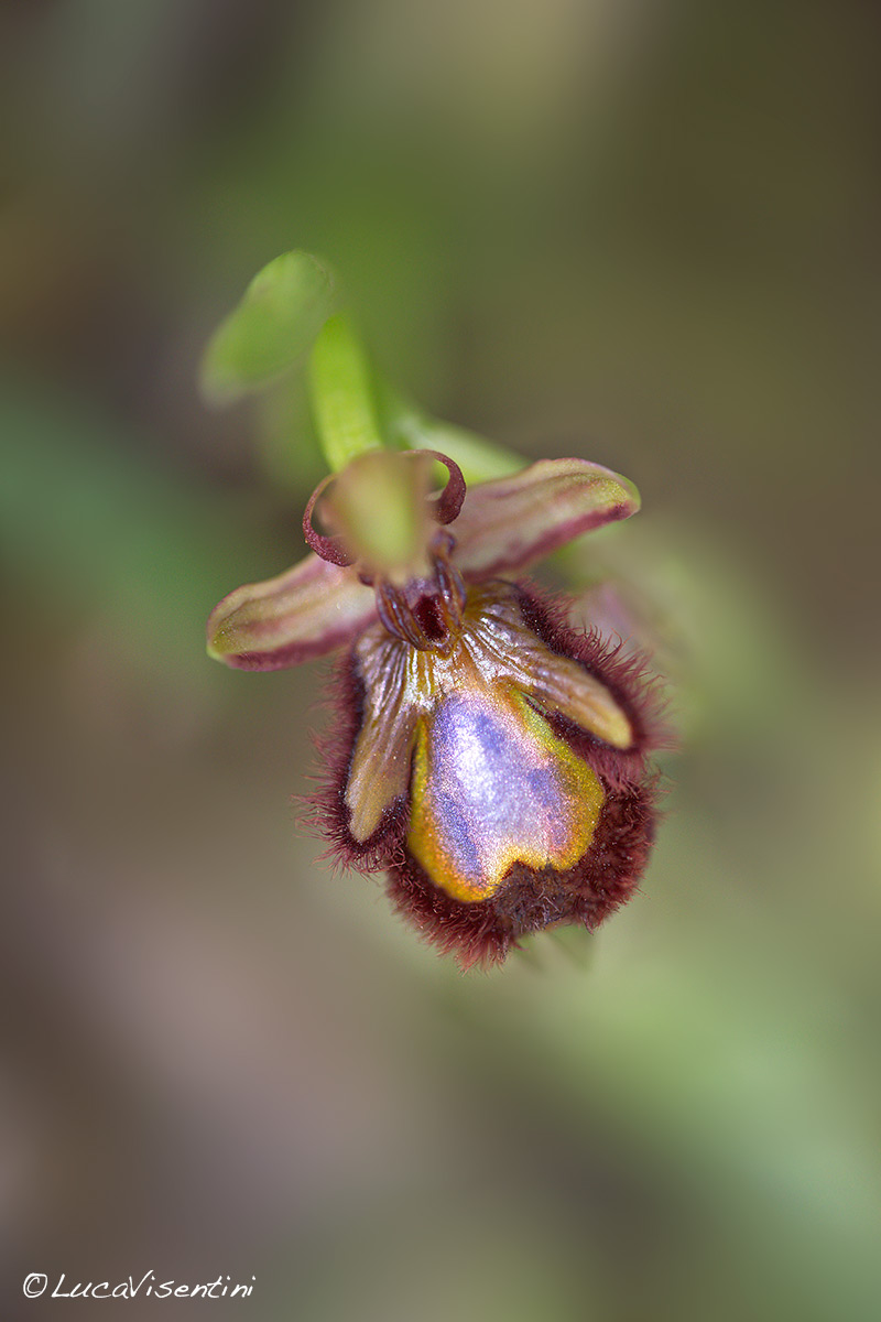 Ophrys speculum