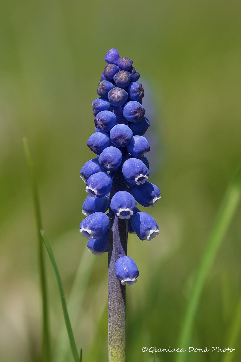 Muscari botryoides (l.) Mill.