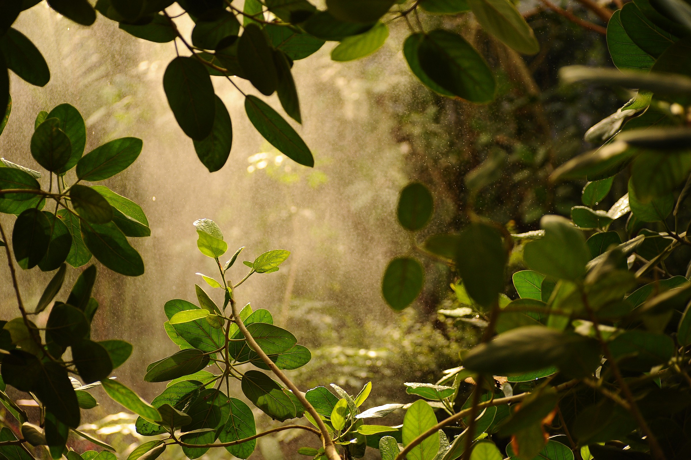 Nella Casa delle Farfalle 1