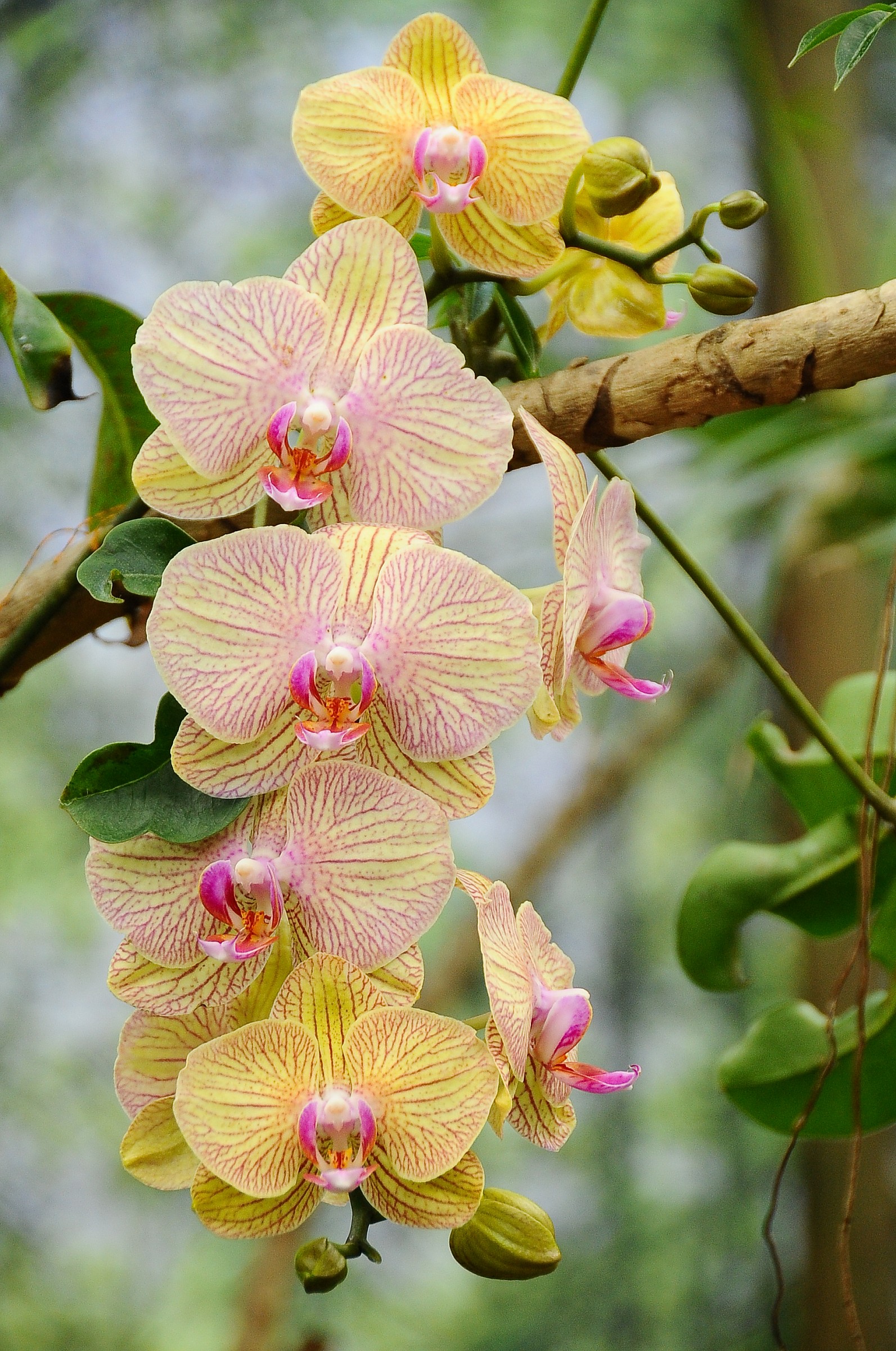 Nella Casa delle Farfalle 2